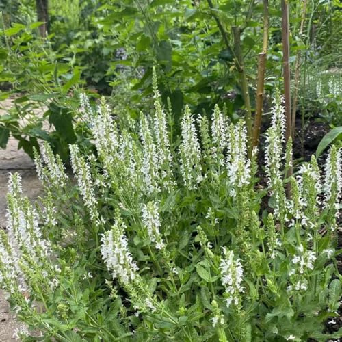 Semi di salvia, esotiche decorazioni giardino per esterni balcone resistenti, adatte al pieno sole, raro 50pcs