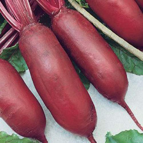 rote Beete aus Portugal/seltene Sortede mesa cylindrica 50 x Samen 100% Natursamen… (rote Beete) (de mesa cylindrica)