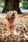 Kentucky - Hundegeschirr aktiv velvet orange M 30-48cm