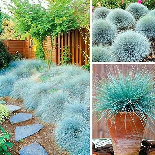 Carbeth Plants Blue Festuca Intense Ornamental Grass - 3 x 10.5cm Garden Ready Shrubs – Evergreen Plant for Rockeries and Borders - Outdoor Plants All Year Round