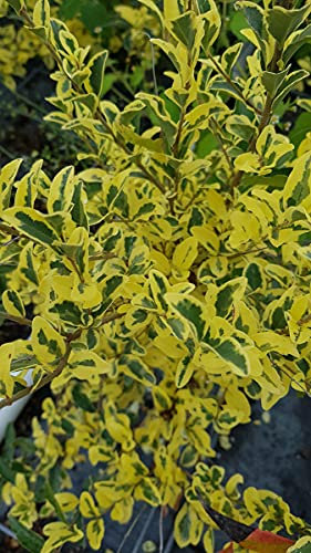 Ligustrum ibota MUSLI® 'Muster' / Troène à petites feuilles panachées/Conteneur de 7 à 10 litres
