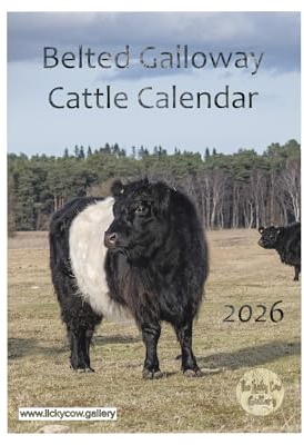 Belted Galloway Cattle Wall Calendar 2026 by photographer Toni Cross. A4 Sprial Bound with Hanger.