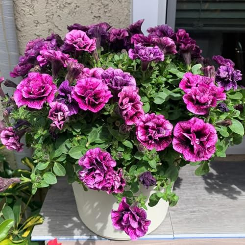 semi di petunia, petunie pendenti resistenti in vaso da esterno petunie di esotici selvatici ornamentali per luoghi soleggiati da giardino balcone 500semi