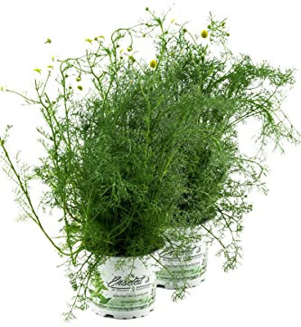 2x Echte Kamille, Kamille Pflanze, Aus nachhaltigem Anbau