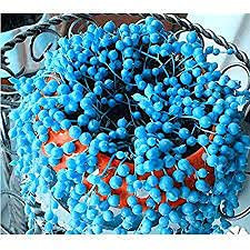 50 pezzi di semi di piante Blue Pearl Chlorophytum:Seeds only