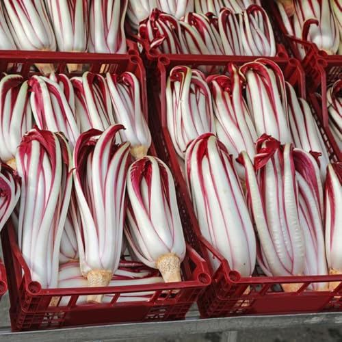 Semi di cicoria biologici, semi di radicchio Semi di Cichorium intybus, resistenti giardino con balcone varietà antiche resistenti 350pcs