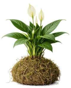 DECOALIVE | Kokedama de Lirio de la Paz Natural | Planta Viva de Interior | Espatifilo Decorativo con Musgo