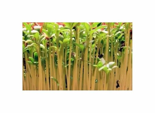 Pcs - 4000x Cresson Cresso Eko Lepidium Sativum Légumes Plantes - Graines K283 - Seeds & Plants Shop by Ipsa