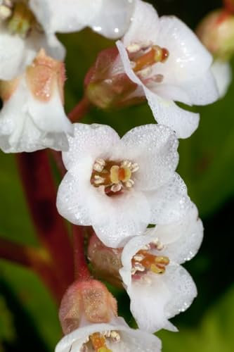Bergenia stracheyi 'Brahms' P1 - Winterharte Garten-Bergenie, Blütenrosa, Immergrün, Pflegeleicht, 1 Pflanze