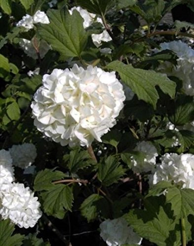 Gefüllter Schneeball Roseum - Echter Schneeball - Viburnum opulus Roseum (40-60)