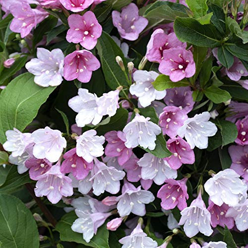 Weigela Potted Hardy Plant, Shrubs, Spring Flowering, Gardens & Outdoors, Low Maintenance, 1 x Weigela Towers of Flowers Apple Blossom Plant in a 9cm Pot by Thompson & Morgan