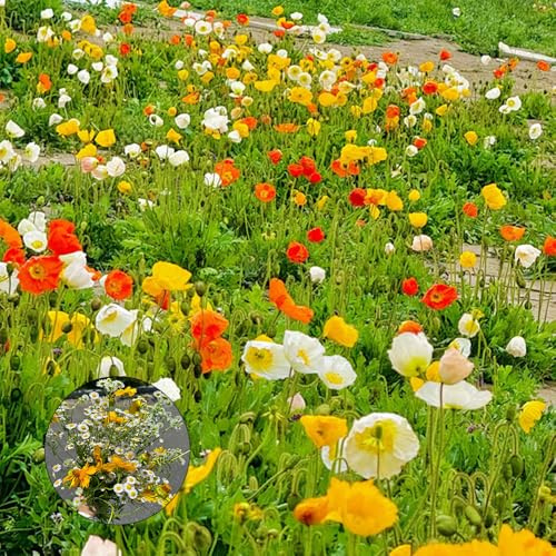 semi di campo perenni, aiuole rialzate di campo Decorazione da giardino per esterno, balcone 3000pcs