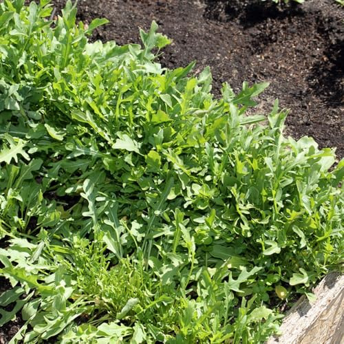 semi di rucola resistente - tappezzatura del terreno balcone giardino 800pcs