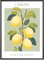MJ-GRAPHICS® Poster Zitrone Bilder Zitrusfrüchte Obst Kunstdruck Küche Bild Zitrone A2 Küchenbilder Wohnzimmer Poster Wandbilder Wohnzimmer Bauernhof Gartendekoration Küche Esszimmer - ohne Rahmen