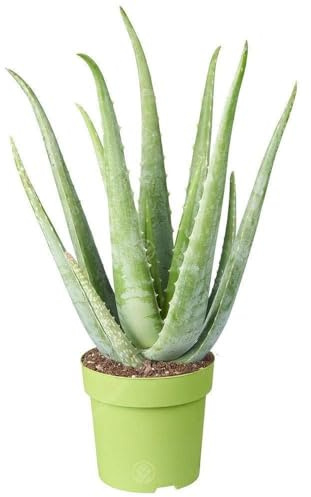 Medizinische Aloe Vera Therapeutische Zimmerpflanze Büropflanze im 12cm Topf
