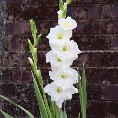 bulbi gladioli bonsai interni balcone letti elevati giardino decorativo decorazione balcone serra in resistenti 10pcs