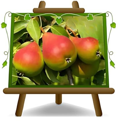 poirier poires belle de juin plante fruitière vieux sur un pot de 20 max 170 cm - 2 ans