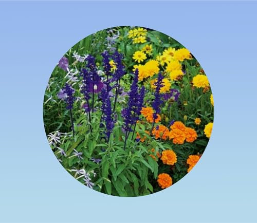 400 graines melange fleurs anti moustiques -anis -mélisse -basilic - nepeta ... éloigne les moustiques