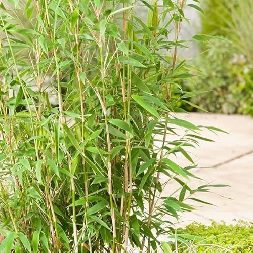3 x Fargesia Murieliae 'Jumbo'- Gartenbambus 'Jumbo' 50-60 cm