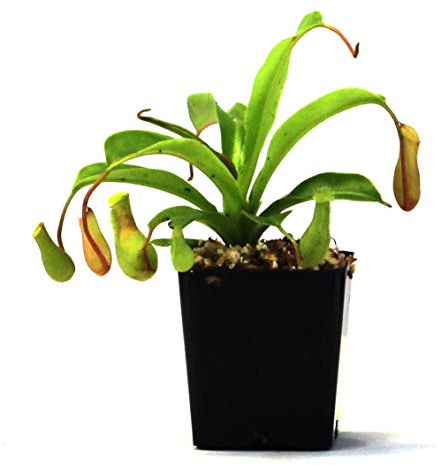 Nepenthes 'Alata' Pitcher Plant