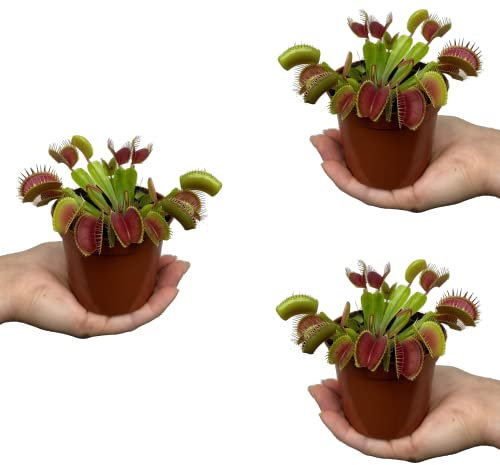 Venus Flytrap Set 3 Plantas Carnívoras Naturales Que Comen Insectos