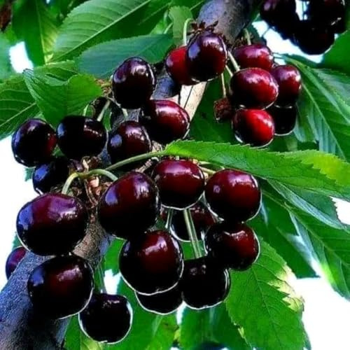 2 Black Cherry Trees Plants Live, Tropical Fruit Tree, 12-18 Inch Tall
