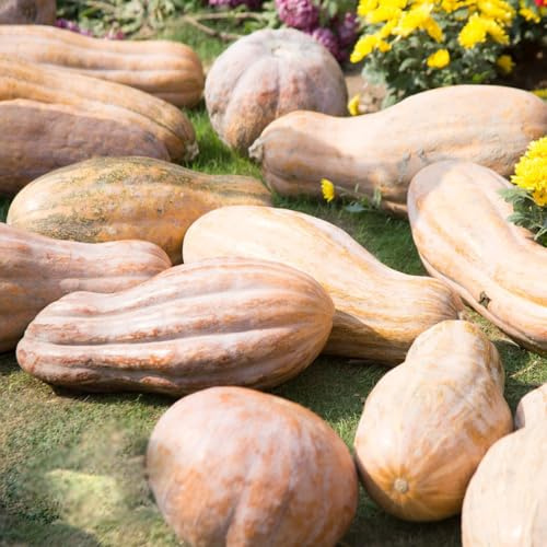 Semillas de calabaza - balcón invernadero antiguas variedades de exótico jardín calabaza ornamental semillas extraño resistentes 50pcs