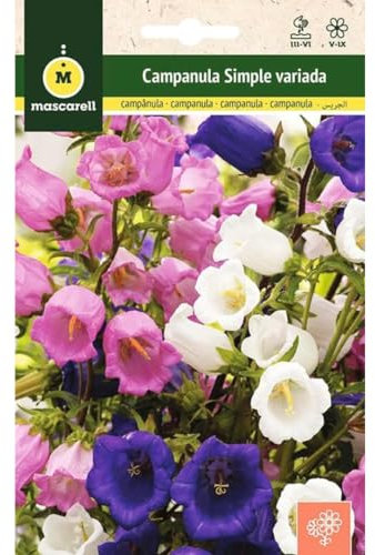 Mascarell Semillas, CAMPANULA SIMPLE VARIADA, Semillas Flores Exterior para Decoración, 1 Gramos
