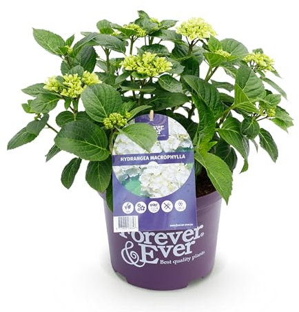 Green boutiQ - Balkonpflanze - Hortensie - Hydrangea Forever & Ever - Weiß - 7-12 Blüten - Topf 23cm Höhe 55cm