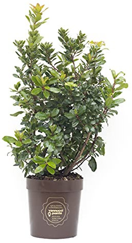 Arbuts unedo, Corbezzolo, Cespuglio, Pianta vera in vaso di Vannucci Piante, Pianta da terrazzo (cod. 5) (1x)