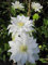 Clematis Arctic Queen TM Evitwo(N) (60-100 cm) - Waldrebe/Klematis