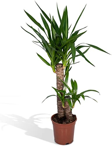 Planta Yuca Elephantipes Planta de Interior muy Decoratriva con 2 Troncos 100cm Altura Aprox.