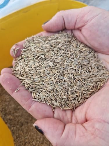 Ultrasoftgras - weiches Katzengras - 18.000 Samen