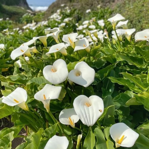 Bulbos de cala, bulbos de alcatraz, Los bulbos de son resistentes Zantedeschia aethiopica, decoración de jardín para exterior bulbos de primavera regalos de jardinero 4pcs