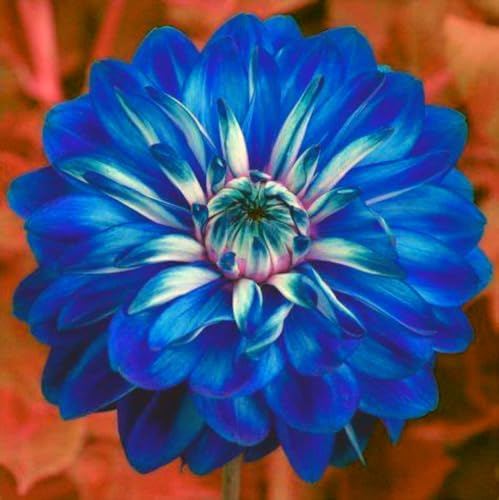 Dalia bulbi,bulbi di dalia gigante,Bulbi Da fiore resistenti,Dalia Fiore,Splendide piante ornamentali per giardini e vasi,Zinnia Pianta(Senza Semi, non artificiali,resistenti)-2bulbi-O