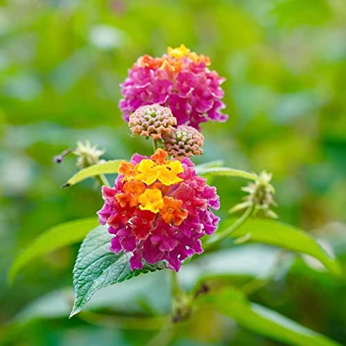 Semillas de lantana - Lantana camara - Cubresuelos resistentes resistentes pleno sol decoración de sala estar cortadas variedades orgánicas 30pcs