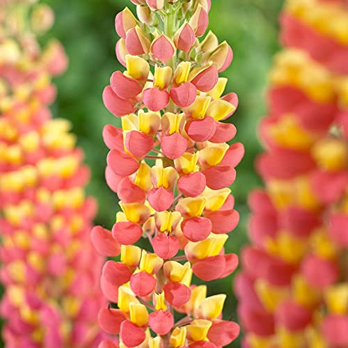 Lupin Gladiator - Stunning Lupinus Garden Ready Potted Plants - Outdoor Perennial in Pot - Hardy Orange and Yellow Flowering Plant (9cm Pot, 10-20cm)