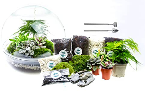Large Glass Orb Terrarium with 4 Living Plants, Cushion Moss and Tool Set - Perfect Terrarium Kit Gift