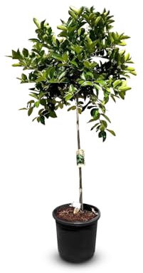 Sunny Tree - Limettenbaum - 8 Jahre alt - Citrus Latifolia - Zitruspflanze - 160 zentimeter - A+ Ware
