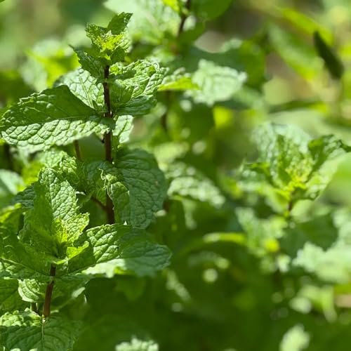Semi di menta piperita balcone selvatiche verdi coltivazione di giardino resistenti per giardini rocciosi 1000pcs