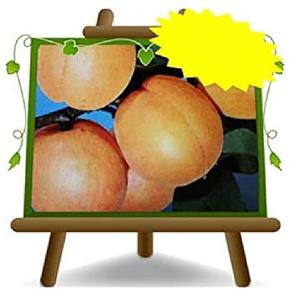 EURO PLANTS VIVAI Albicocco Rubini Maria - Pianta da Frutto Antico su Vaso ø 26 cm - Altezza 180~200 cm - Età 4 Anni