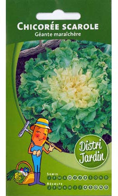 Chicorée scarole Géante maraîchère