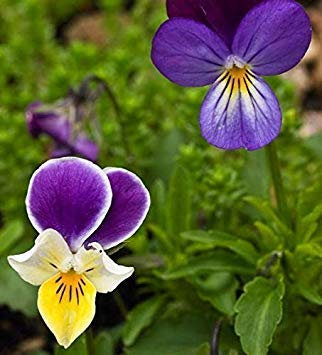 Fleur semi-sauvage - Viola del Pensiero Selvatica/Heartase - 1200 Semi