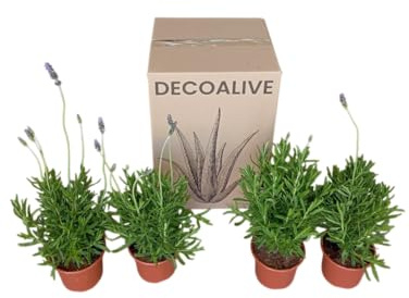 Cuatro Plantas de Lavanda en Pack Naturaleza y Relajación en un Solo Set