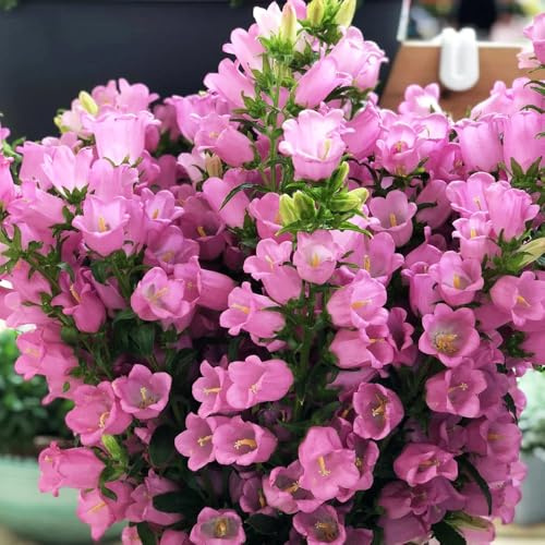 Semillas de campanilla-Campanula Medium,Jardín de,para lugares soleados.semillas de perennes resistentes de balcón 200pcs