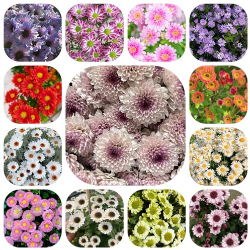 semillas de margarita, variedades antiguas jardín rocas Decoración balcón orgánicas Cama elevada perennes resistentes 350pcs