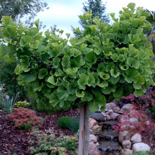 Ginkgo biloba Mariken - Maidenhair Tree - Grafted Standard in 5 L Pot