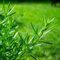 Semi di dragoncello biologici, giardino erbe aromatiche per giardino di erbe aromatiche piante rare giardino di piante prodotti sostenibili semi di bonsai piante 100pcs