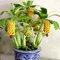 XQxiqi689sy 100 Pezzi Rari Semi di Banana Nano Mini Bonsai Esotico Giardino Domestico Pianta da Frutto