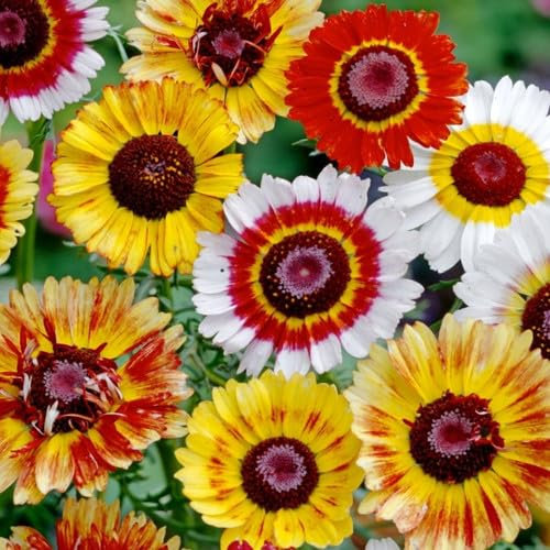 Plant World Seeds - Chrysanthemum Carinatum Rainbow Dazzler Mix Seeds (Annual Flower Seeds)